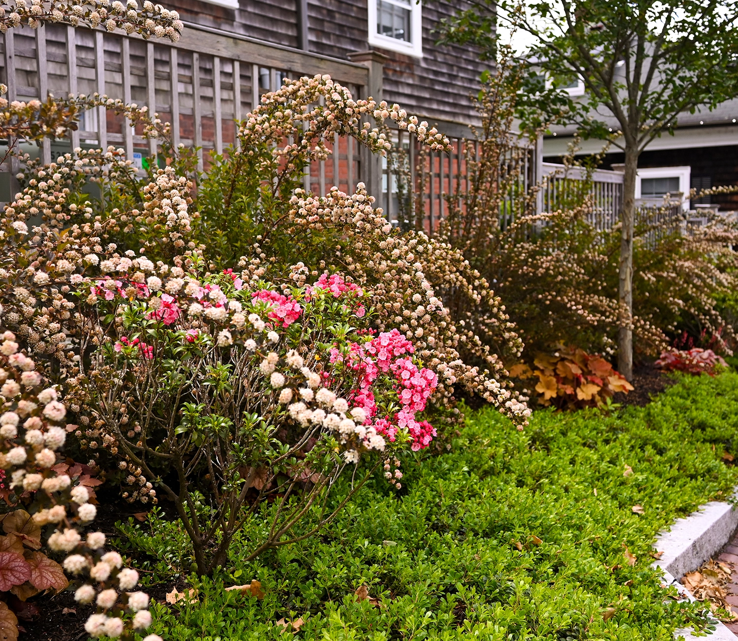 A garden with green shrubs, blooming pink flowers, and plants with clusters of small, white, round buds, set in front of a wooden fence and a weathered house. A tree stands among the plants.