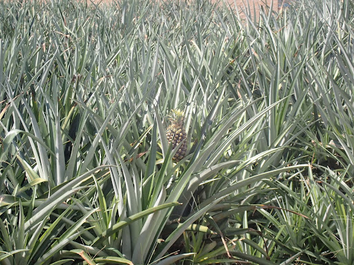 Costa Rica 4