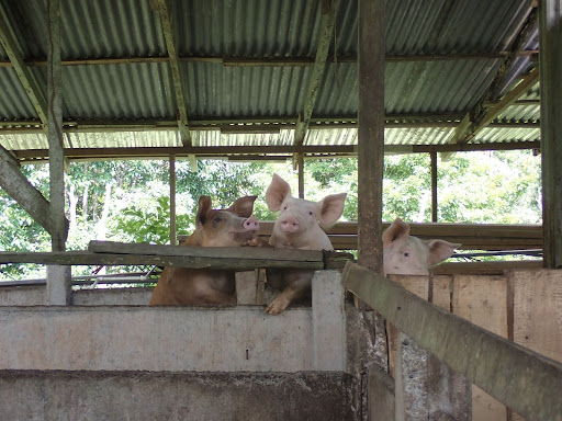 Costa Rica 5