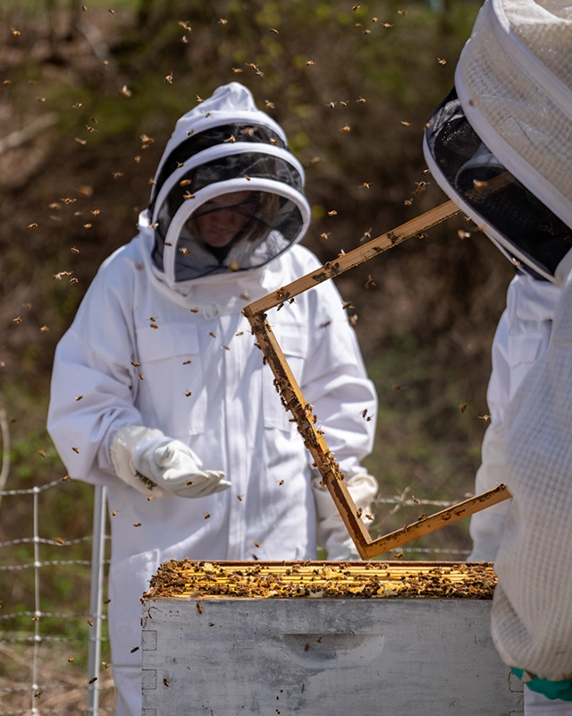 Two people in protective beekeeping suits inspect a hive frame outdoors, surrounded by flying bees. One holds the frame above an open beehive, while the other stands nearby.