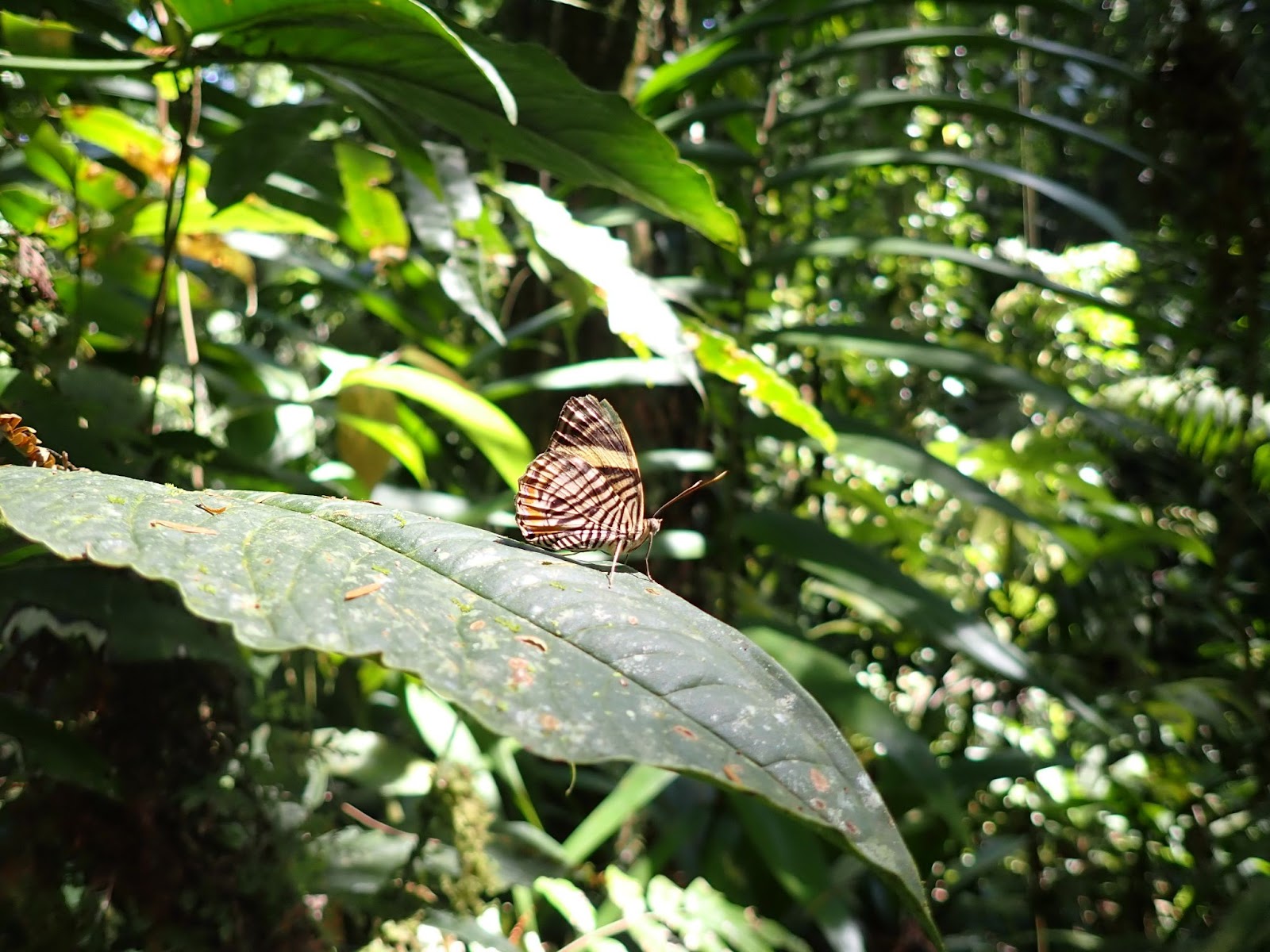 PA062391
