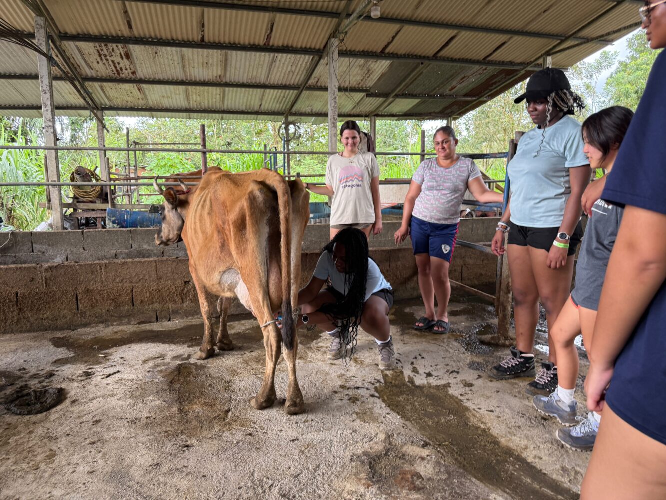 A group of people standing in a barn watch as one person milks a brown cow.