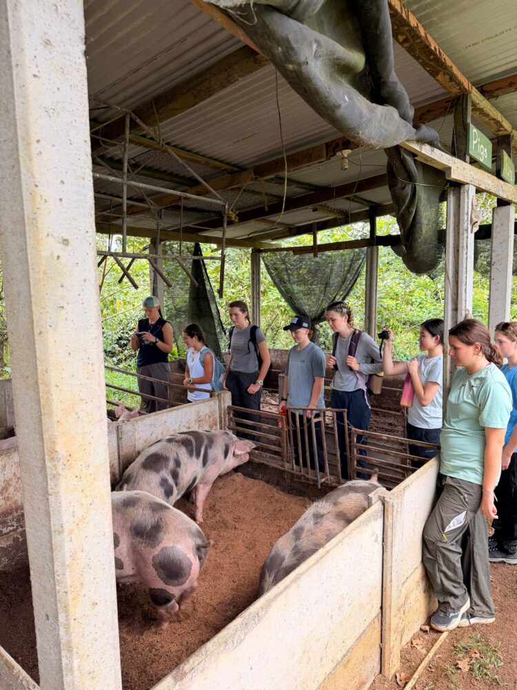 A group of students stands in a covered enclosure observing spotted pigs in a pen.