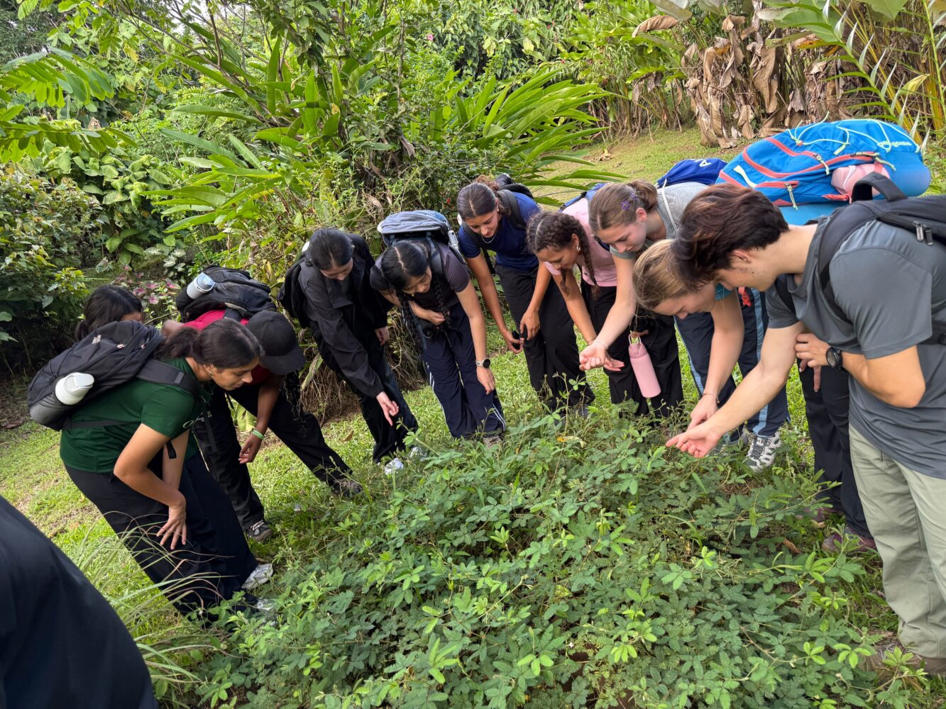A group of hikers gathered around a patch of small green plants in a lush, wooded area.