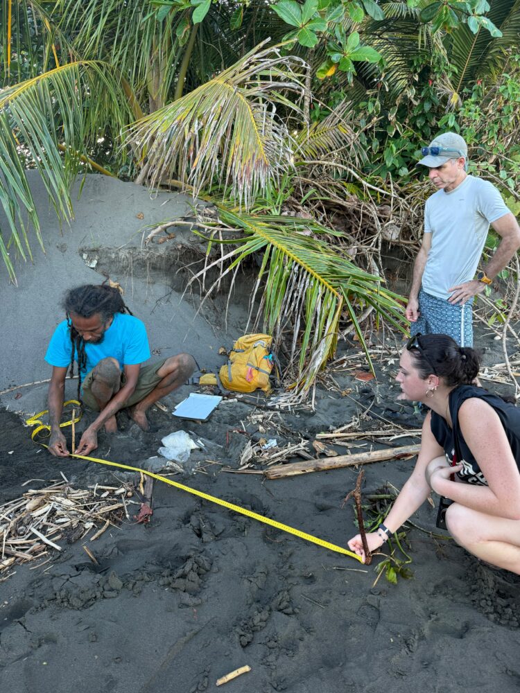 A man and a woman measure a distance on a black sand beach with a long yellow measuring tape, while a second man stands nearby observing.