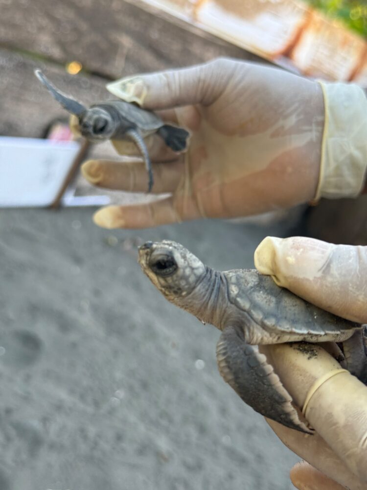 A person wearing latex gloves holds two small sea turtle hatchlings.