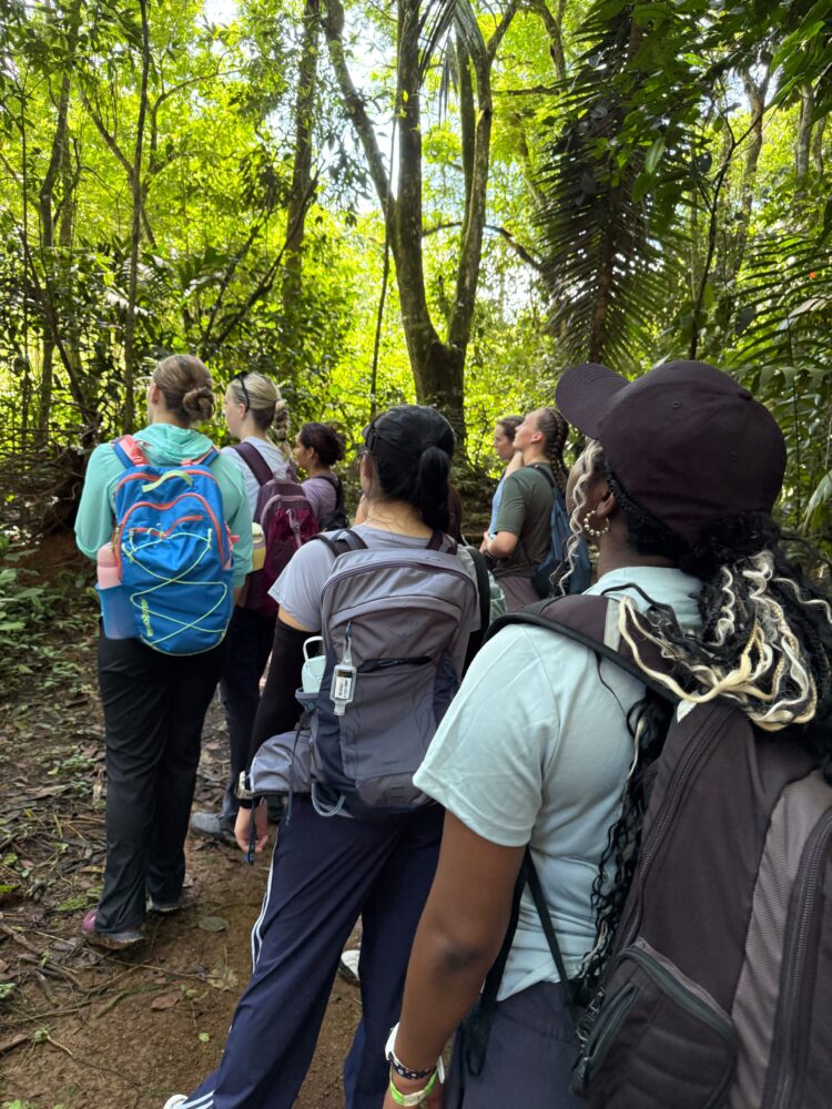 A group of hikers walking single file along a trail in a lush, green forest.
