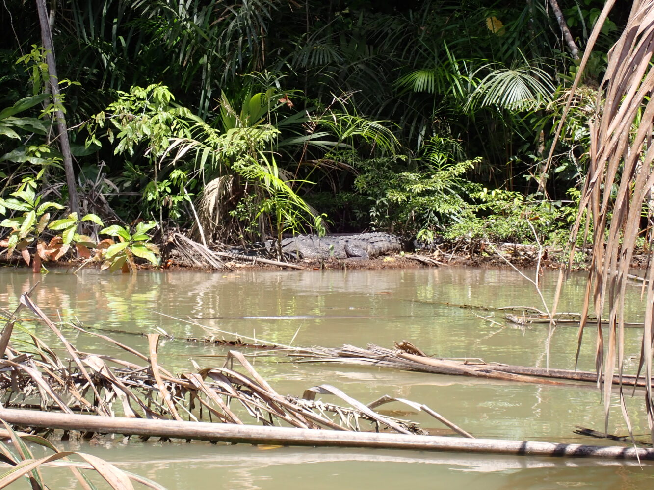 A crocodile rests on the muddy bank of a river surrounded by dense jungle vegetation.